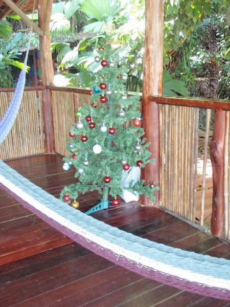 costa rican christmas tree