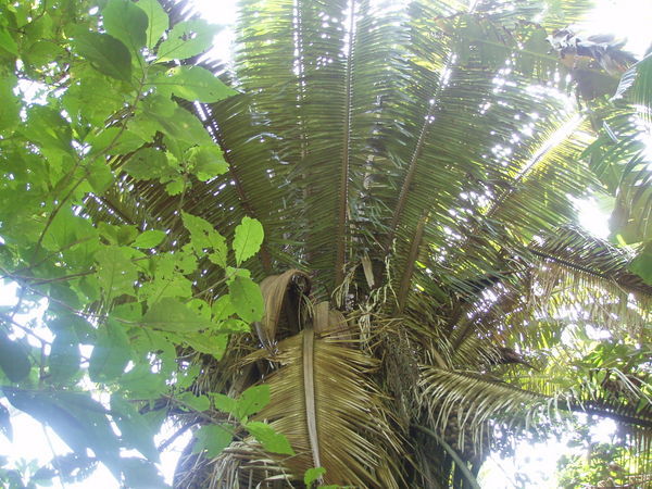 In the Jungle at Punta Sal