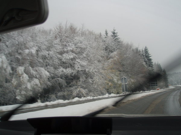 Snowy Trees :)