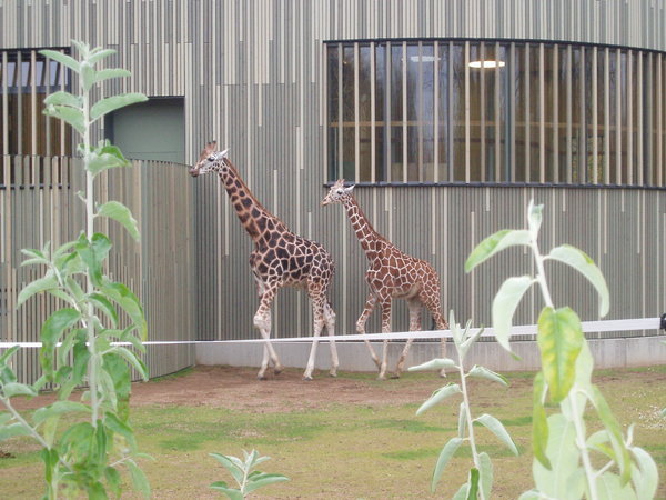 Giraffes!!!!!!!!!