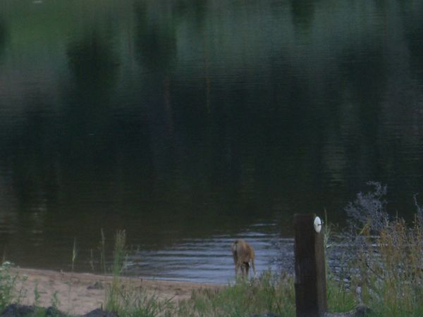 And the butt of a deer playing in Mary's Lake