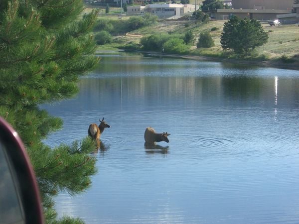 Elk playing in Lake Estes