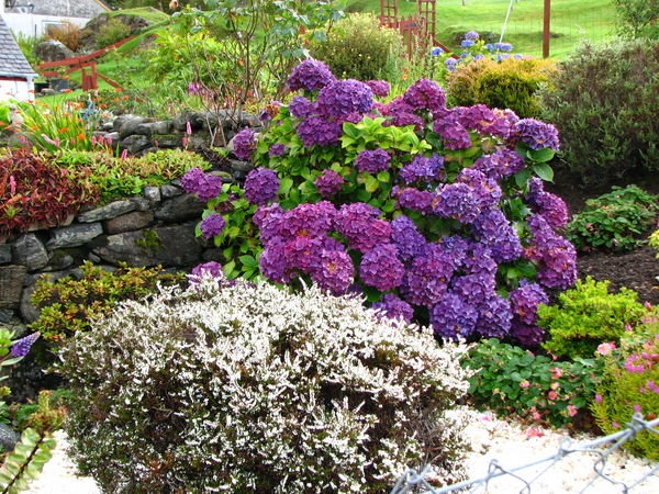 Flower garden at Dornie, Scotland