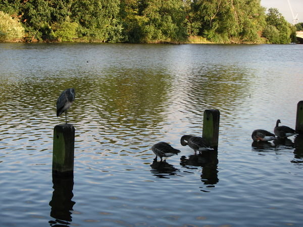 Hyde Park, Bird Sanctuary