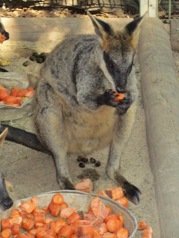 Lunchtime at Featherdale Zoo