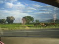 Herd of Horses, Road to Cortez, CO