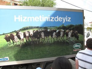 cows in ad