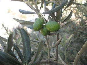 olive flower