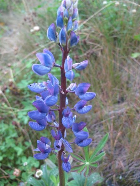 Lupine on the side of the road