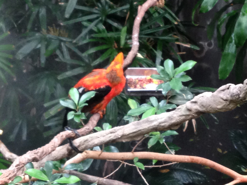 Red bird at the Woodlans Park Zoo