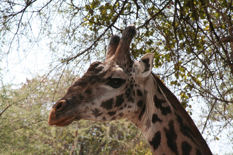 giraffe posing for a profile shot