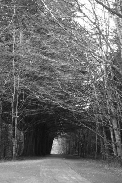 Tree lined walkway at Coole Park