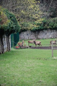 Deer at Coole Park