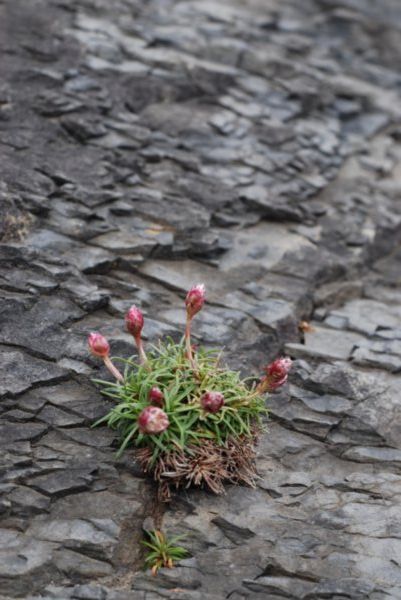 Plant growing thru the rocks