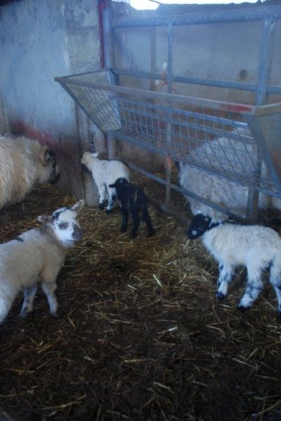Baby lamb