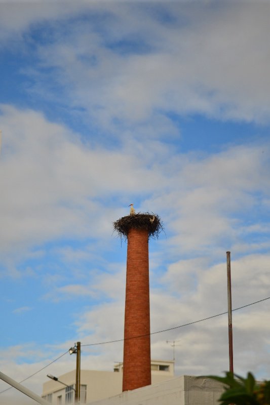 Stork in it's nest