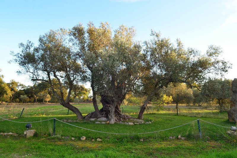 800 yr old olive tree