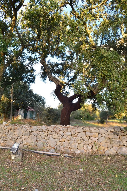 Cork oak tree