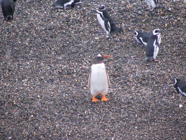 Gentoo penguin with his distinctive orange feet 