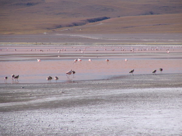 Lago Colorada