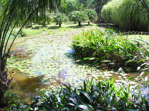 The botanical gardens
