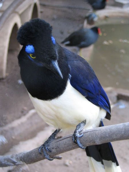 Pretty bird that I saw in Foz do Iguazu also
