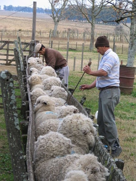 Treating the sheep