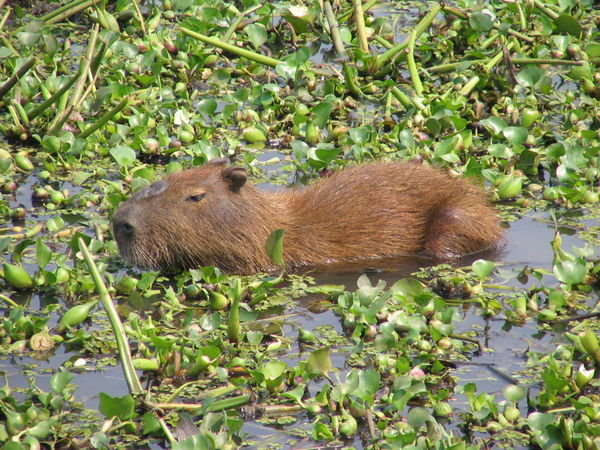 Cute capybara