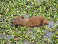 Cute capybara