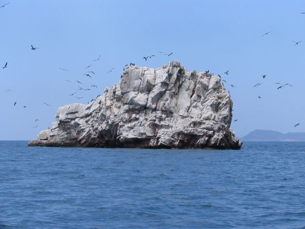 A popular island with the birds