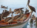 Pelican invasion