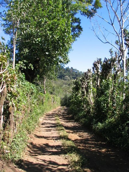 Finca Santa Leticia