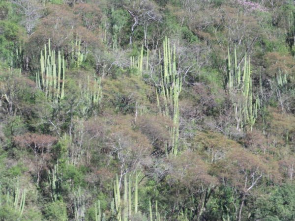 A hillside of cacti