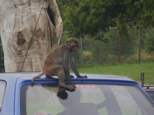 Rhesus monkey on car
