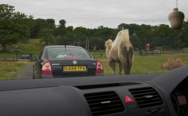 Camel with cars