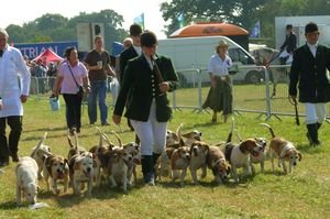 Beagles with Rider