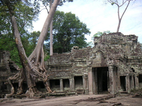 Trees, growing around the temple ruins