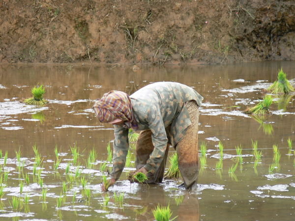 Working hard at the rice fields