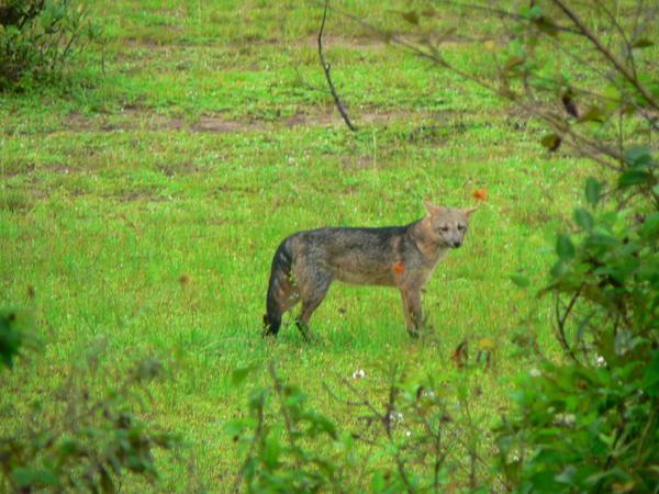 Wildlife in the Pantanal, Fox