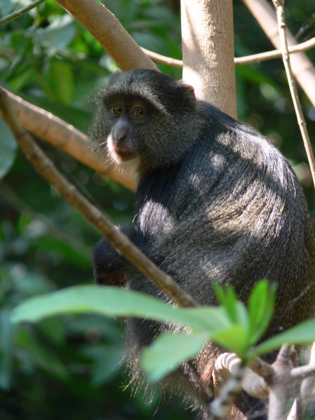Monkey in Lake Manyara
