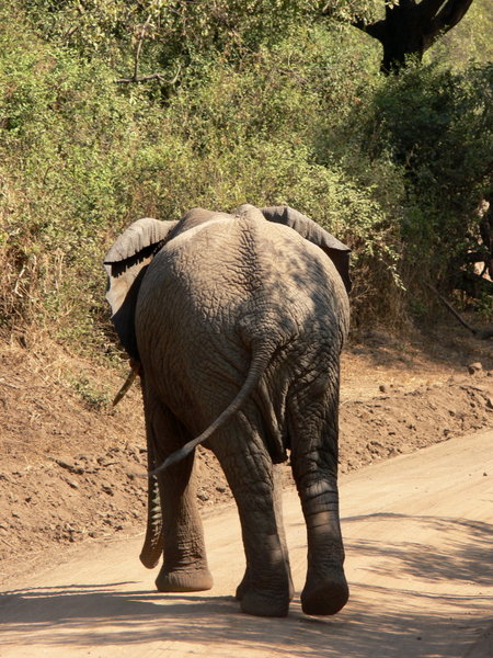 Elephanst butt