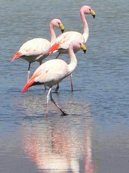 Flamingo's at the Salar de Uyuni