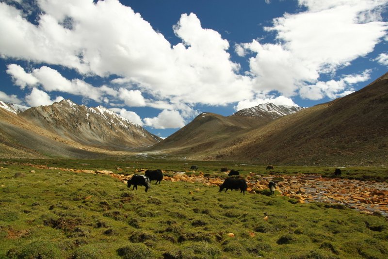Yaks in the Valley