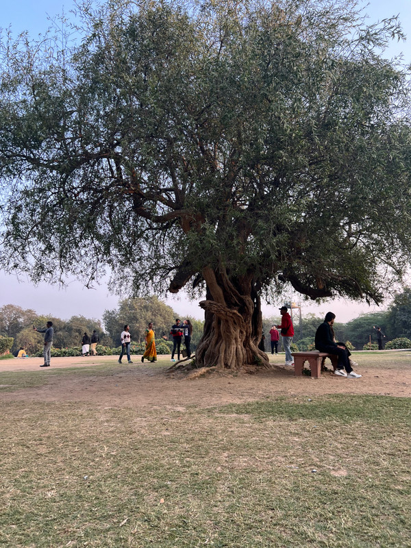 Our meditation tree, Qutub Minar