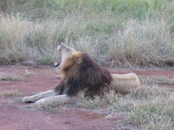 Lion at Hlane