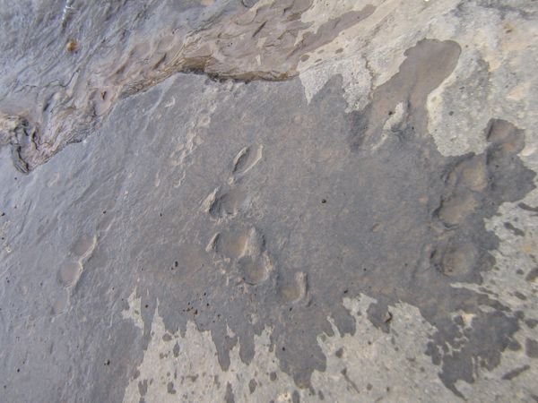 Dinosaur footprints!