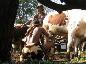 Zulu man milking the cow