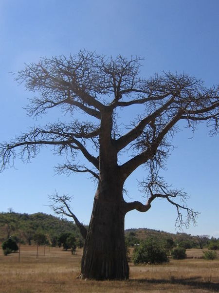 Boabab tree 
