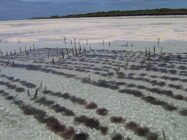 Seaweed farms