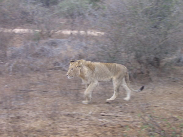 A lion on the prowl!